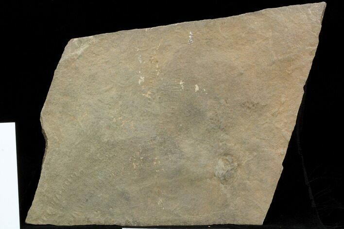 Cruziana (Fossil Trilobite Trackway) - Morocco #118337